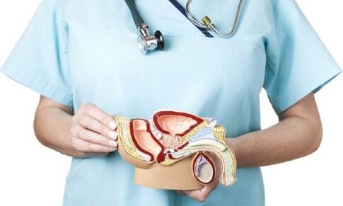 model mužského genitourinárneho systému a liečba prostatitídy